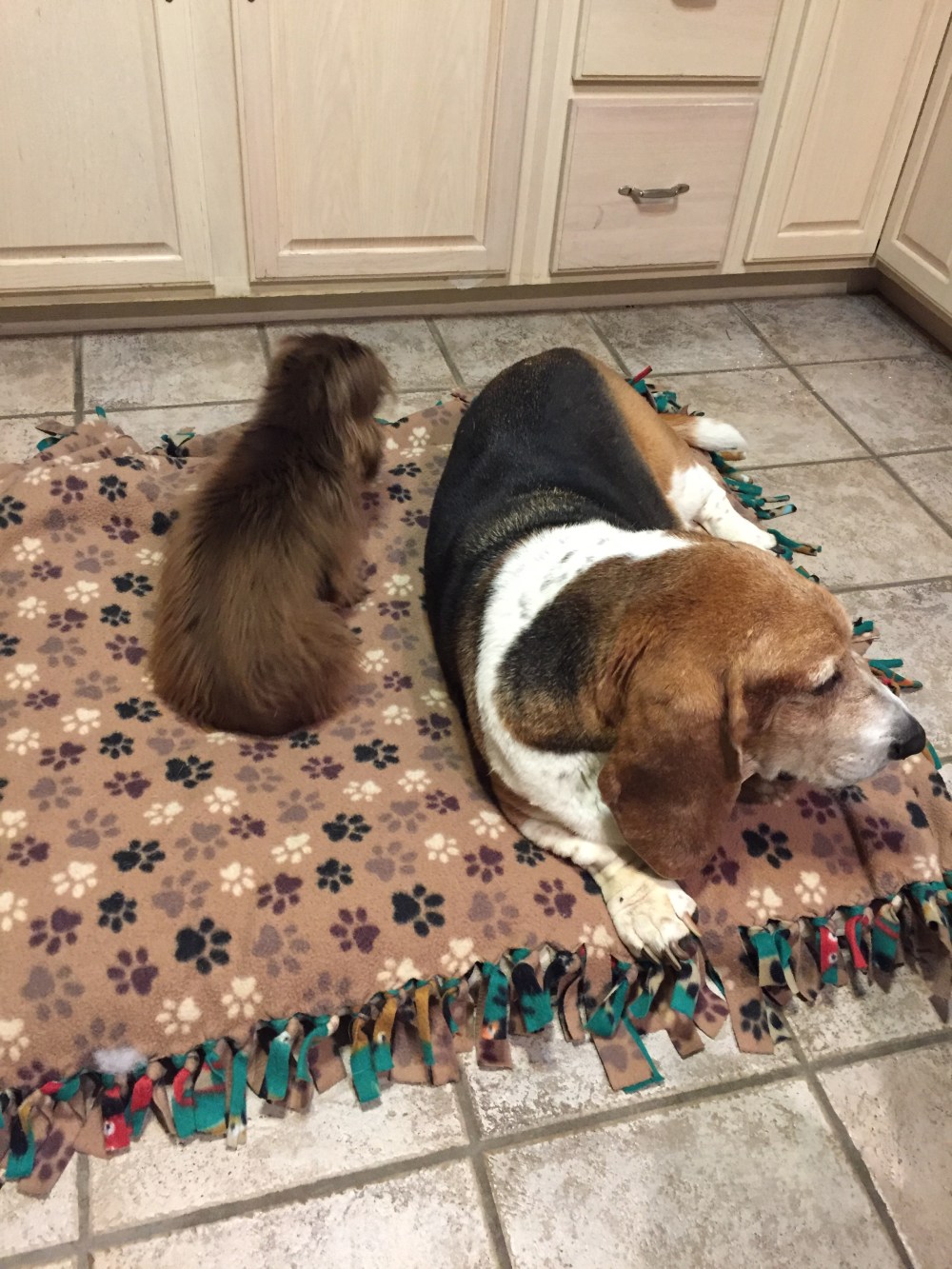 dogs-in-kitchen
